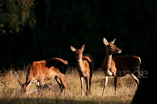 Rotwild (Cervus elaphus)