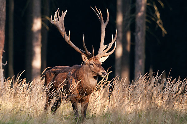 Rotwild (Cervus elaphus)