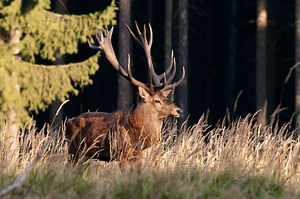 Rotwild (Cervus elaphus)