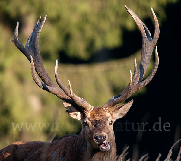 Rotwild (Cervus elaphus)