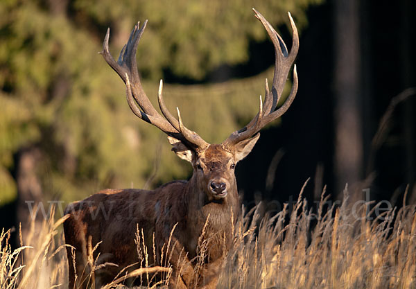 Rotwild (Cervus elaphus)