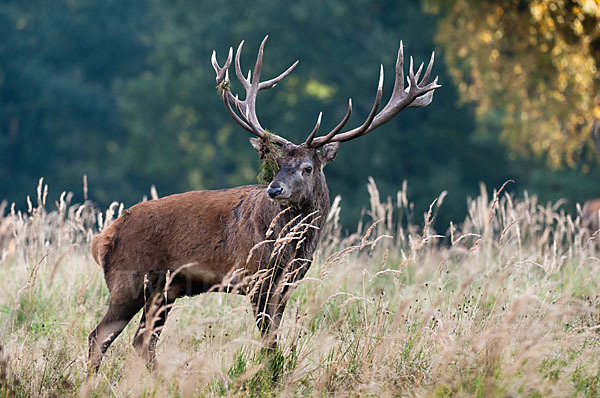 Rotwild (Cervus elaphus)