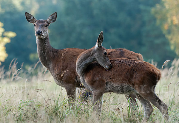 Rotwild (Cervus elaphus)