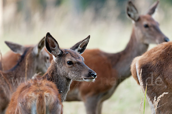 Rotwild (Cervus elaphus)