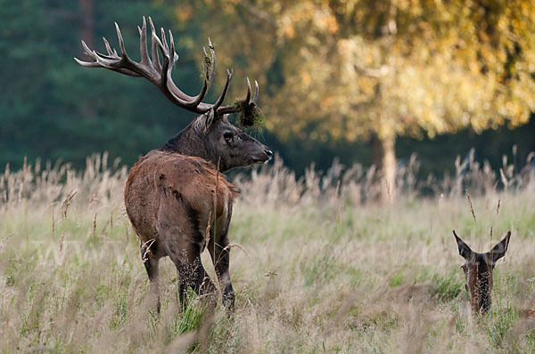 Rotwild (Cervus elaphus)