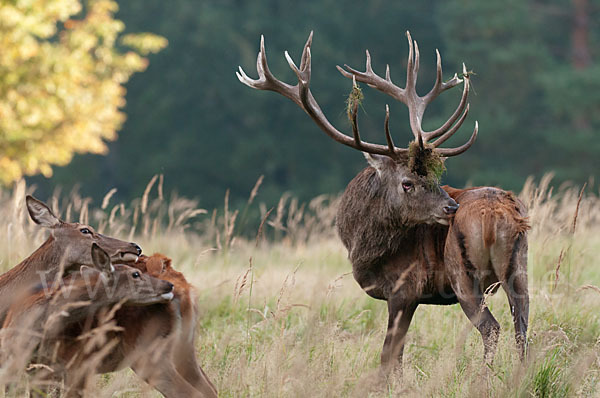 Rotwild (Cervus elaphus)