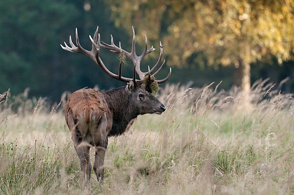 Rotwild (Cervus elaphus)