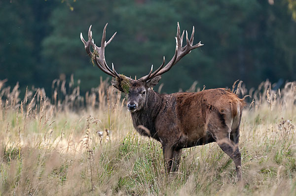 Rotwild (Cervus elaphus)