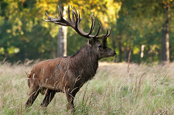 Rotwild (Cervus elaphus)