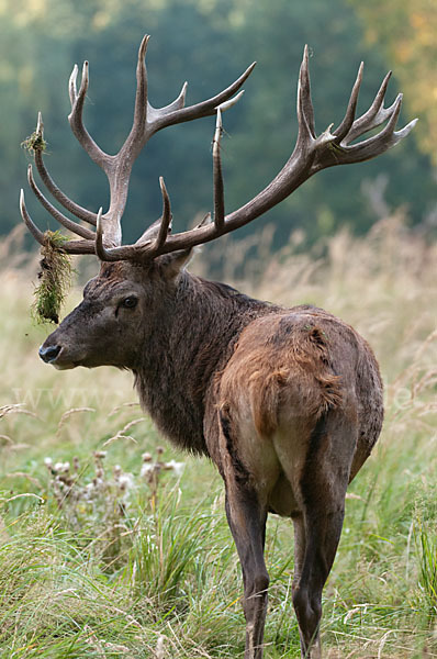 Rotwild (Cervus elaphus)