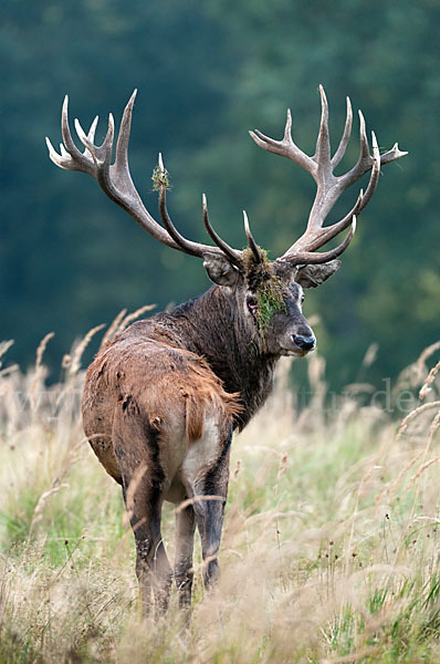 Rotwild (Cervus elaphus)