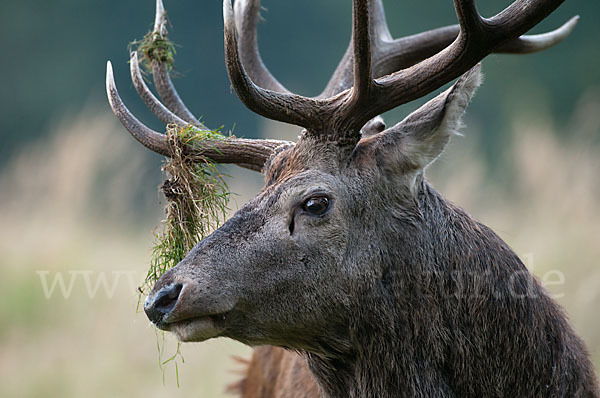 Rotwild (Cervus elaphus)