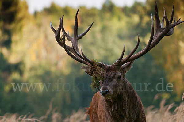 Rotwild (Cervus elaphus)