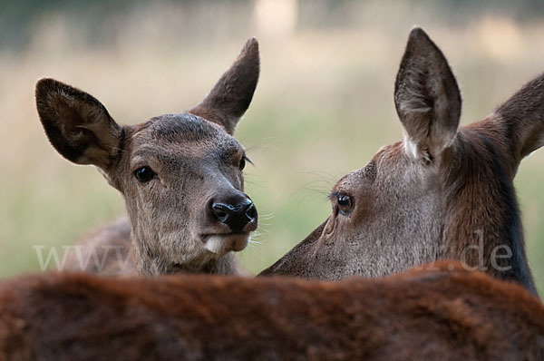 Rotwild (Cervus elaphus)