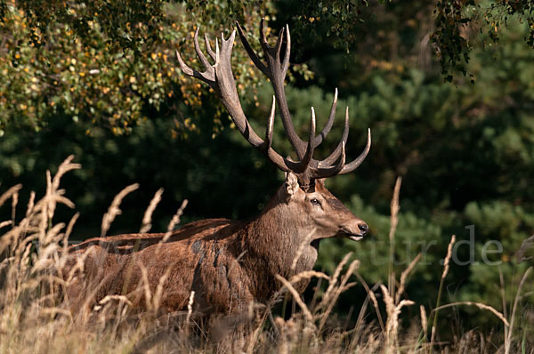 Rotwild (Cervus elaphus)