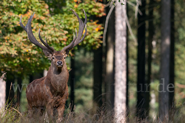 Rotwild (Cervus elaphus)