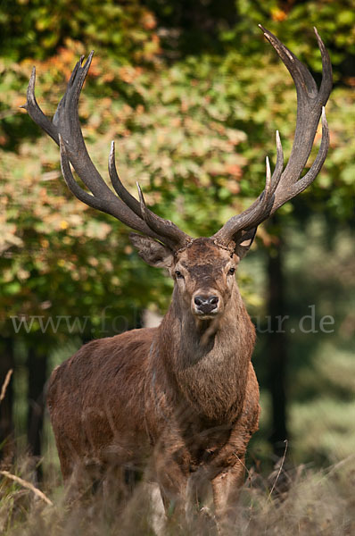 Rotwild (Cervus elaphus)