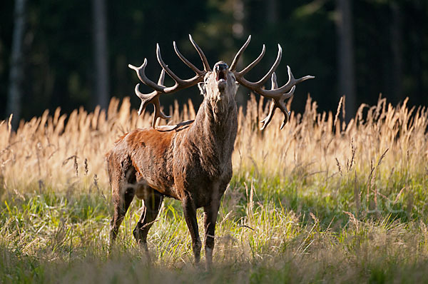 Rotwild (Cervus elaphus)