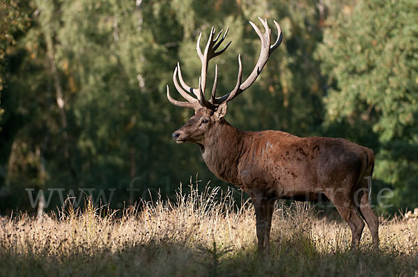 Rotwild (Cervus elaphus)