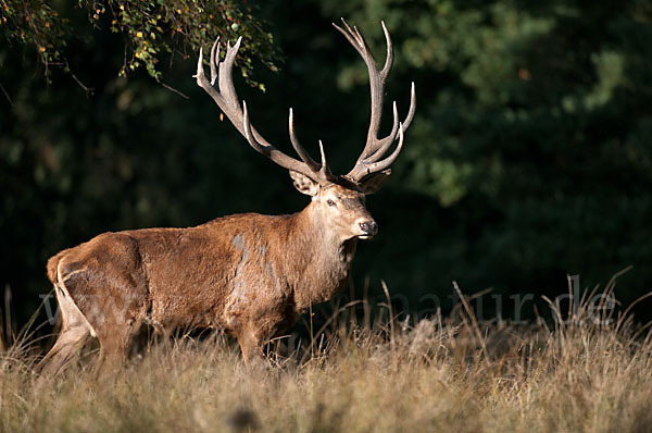 Rotwild (Cervus elaphus)