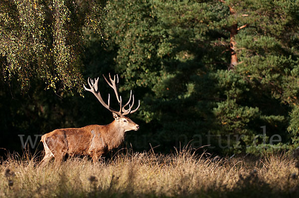 Rotwild (Cervus elaphus)