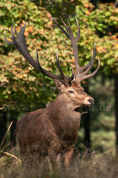 Rotwild (Cervus elaphus)