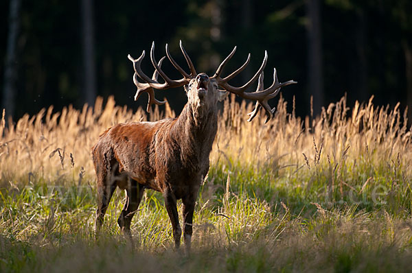 Rotwild (Cervus elaphus)