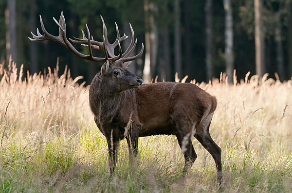 Rotwild (Cervus elaphus)