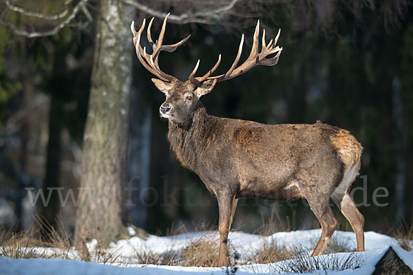 Rotwild (Cervus elaphus)