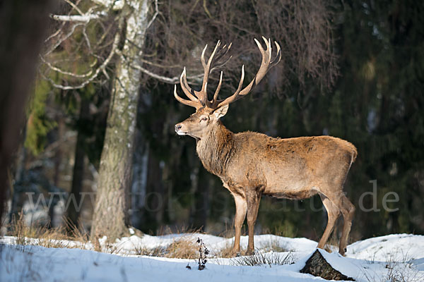 Rotwild (Cervus elaphus)