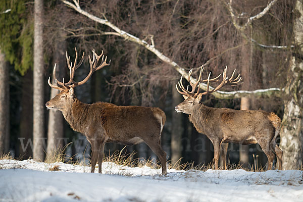 Rotwild (Cervus elaphus)