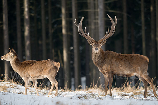 Rotwild (Cervus elaphus)