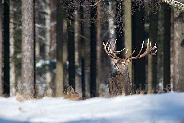 Rotwild (Cervus elaphus)