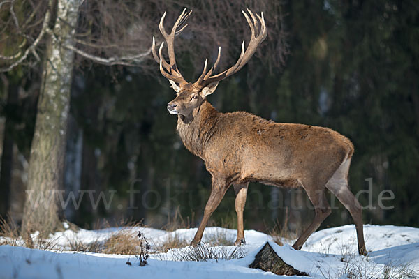 Rotwild (Cervus elaphus)