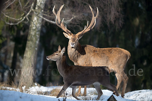 Rotwild (Cervus elaphus)