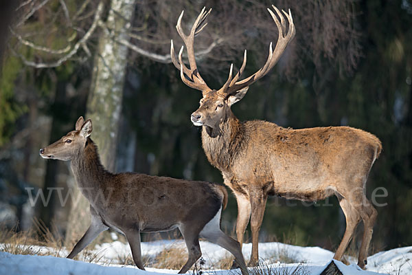 Rotwild (Cervus elaphus)