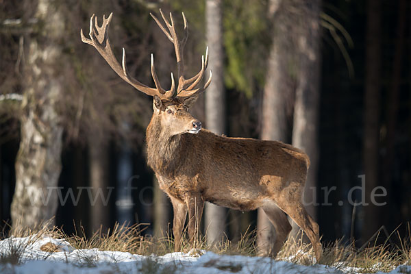 Rotwild (Cervus elaphus)