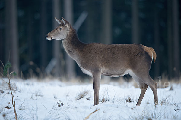 Rotwild (Cervus elaphus)