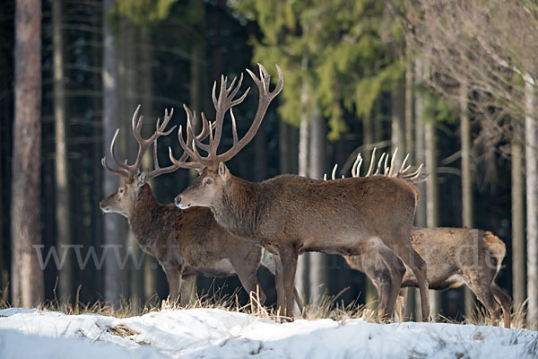 Rotwild (Cervus elaphus)