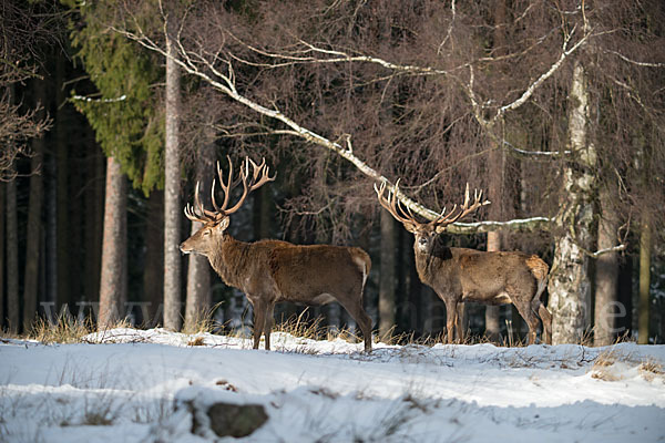 Rotwild (Cervus elaphus)