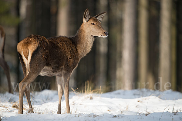 Rotwild (Cervus elaphus)