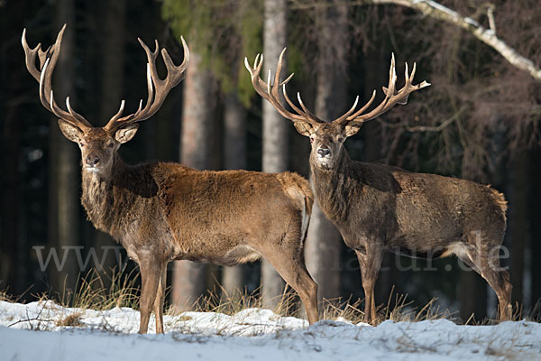 Rotwild (Cervus elaphus)