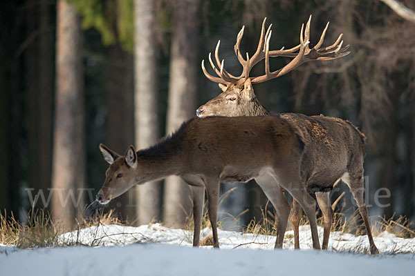 Rotwild (Cervus elaphus)