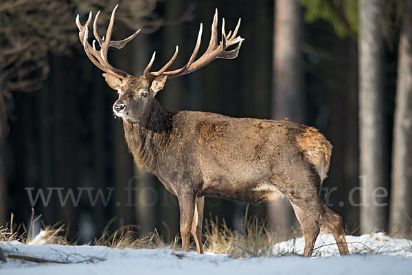 Rotwild (Cervus elaphus)