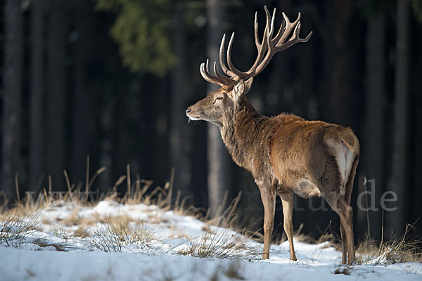 Rotwild (Cervus elaphus)