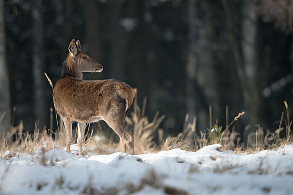 Rotwild (Cervus elaphus)