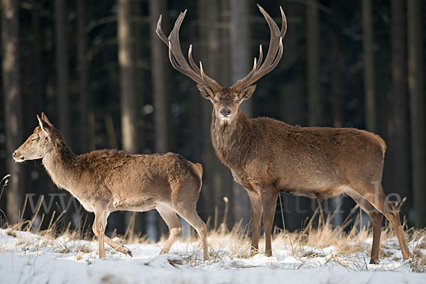 Rotwild (Cervus elaphus)