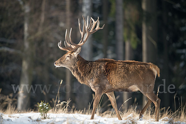 Rotwild (Cervus elaphus)