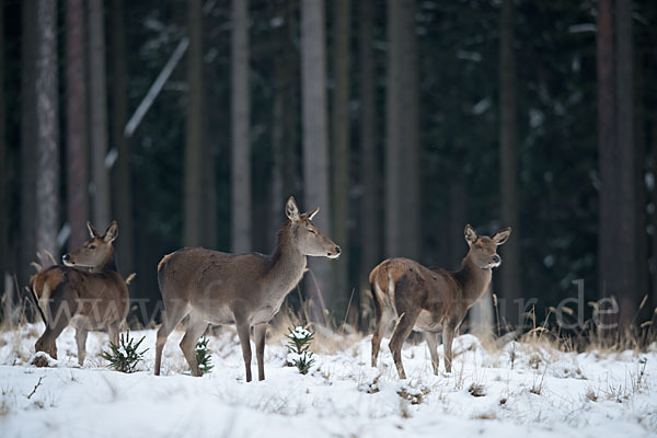 Rotwild (Cervus elaphus)