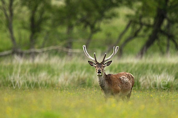 Rotwild (Cervus elaphus)